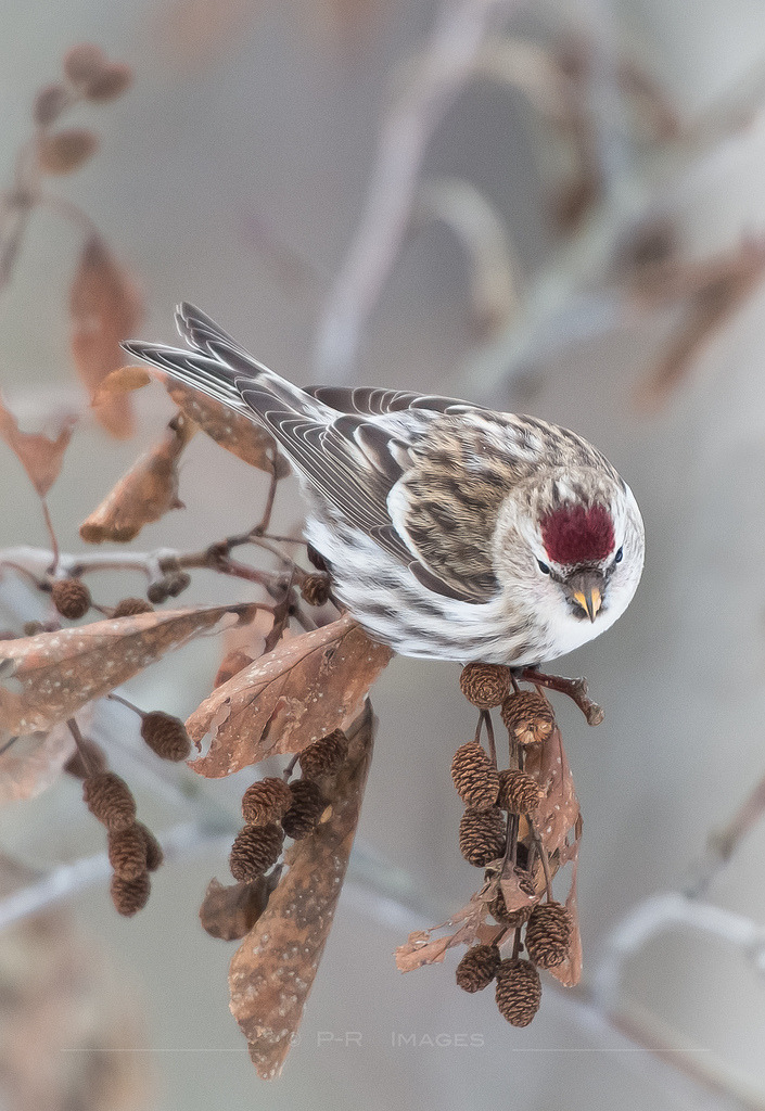 705x1024, 246 Kb / птица, ветка, листья, шишка, чечетка