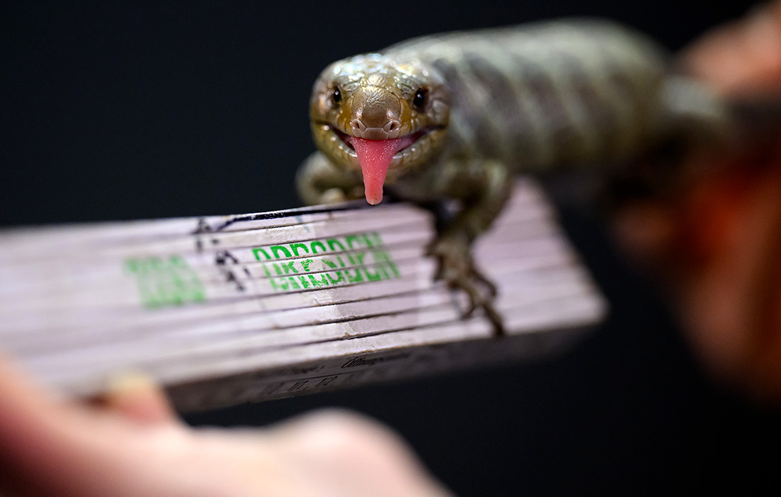 1100x700, 138 Kb / ящерица, язык, линейка