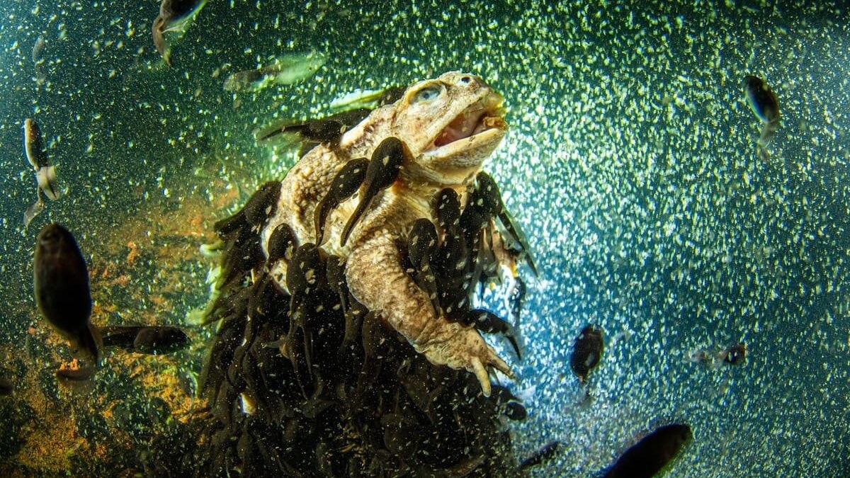 1200x675, 277 Kb / ящерица, под водой, рыба, водоросли, жаба, лягушка, земноводное, головастики