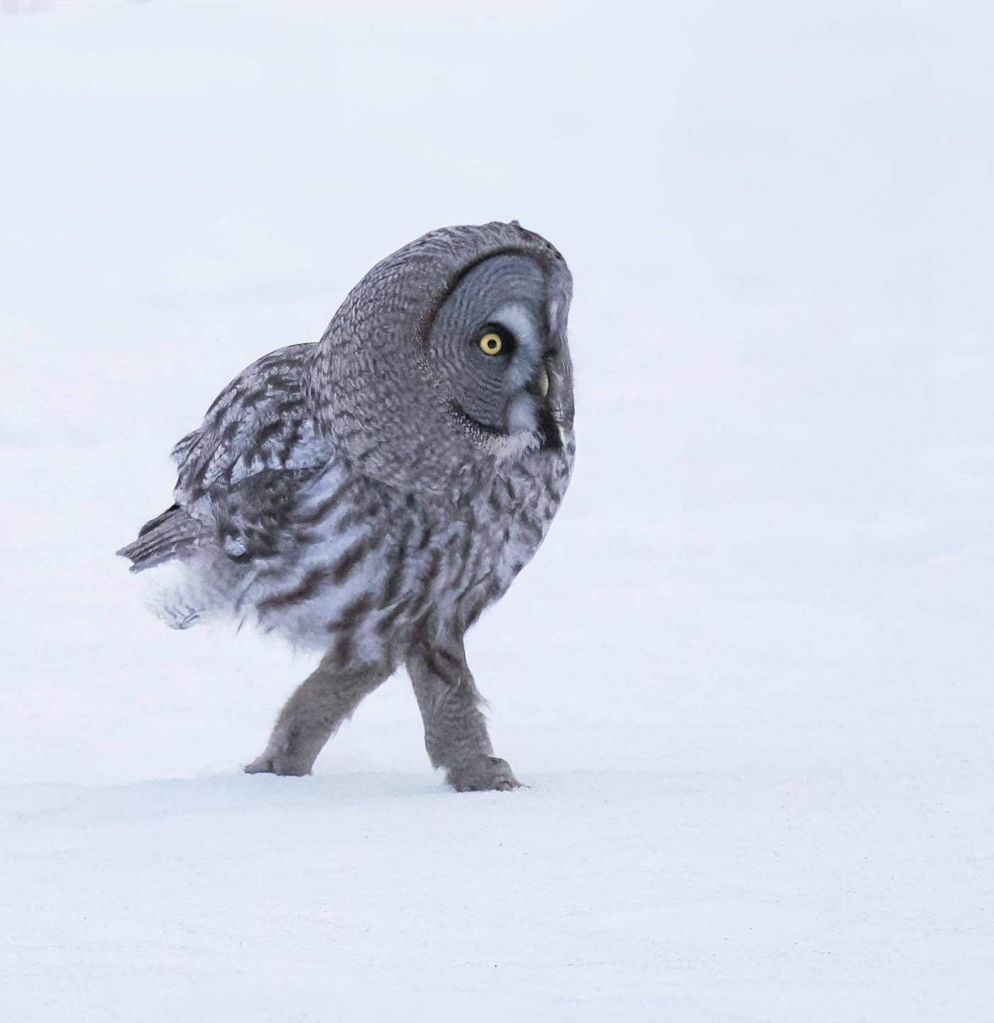 1400x1440, 79 Kb / сова, ноги, снег