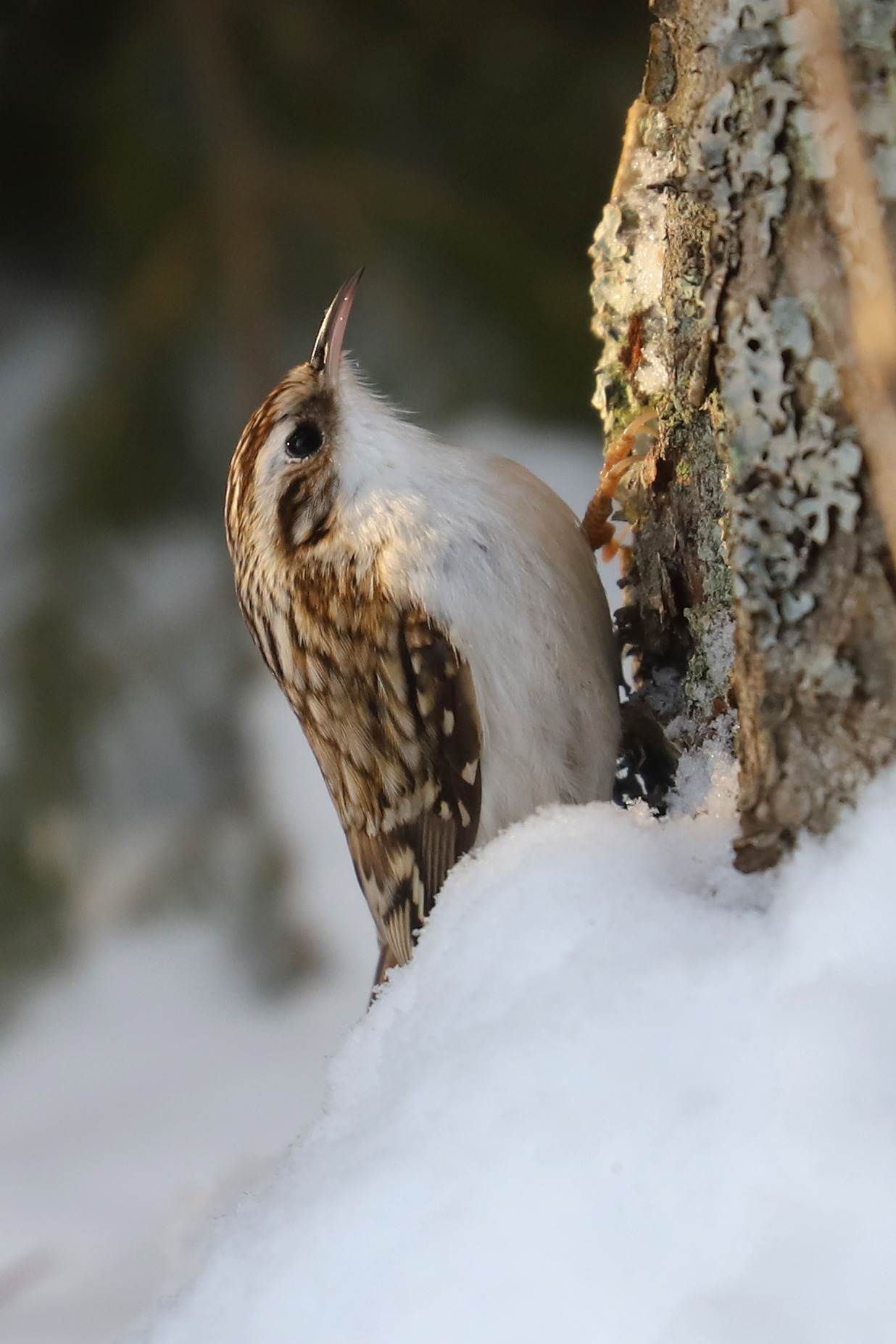 1236x1853, 378 Kb / Евразийский Древолаз, птица, снег, дерево