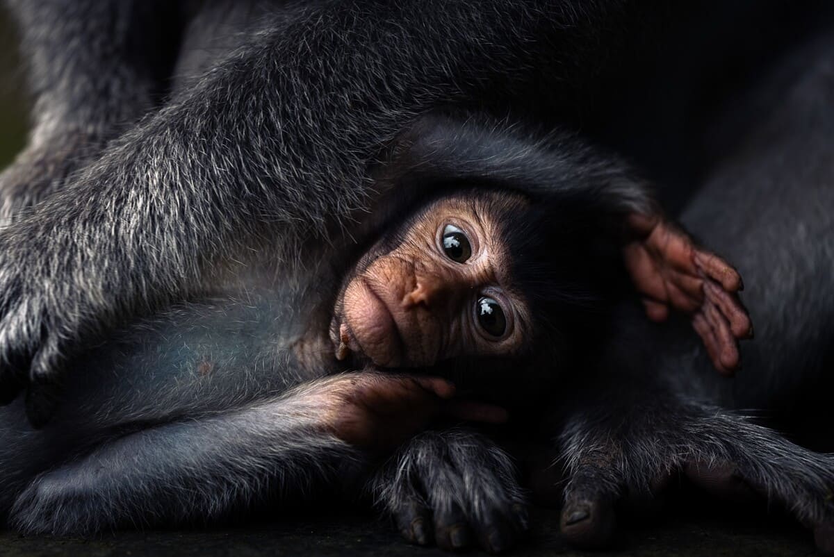 1200x802, 95 Kb / обезьяна