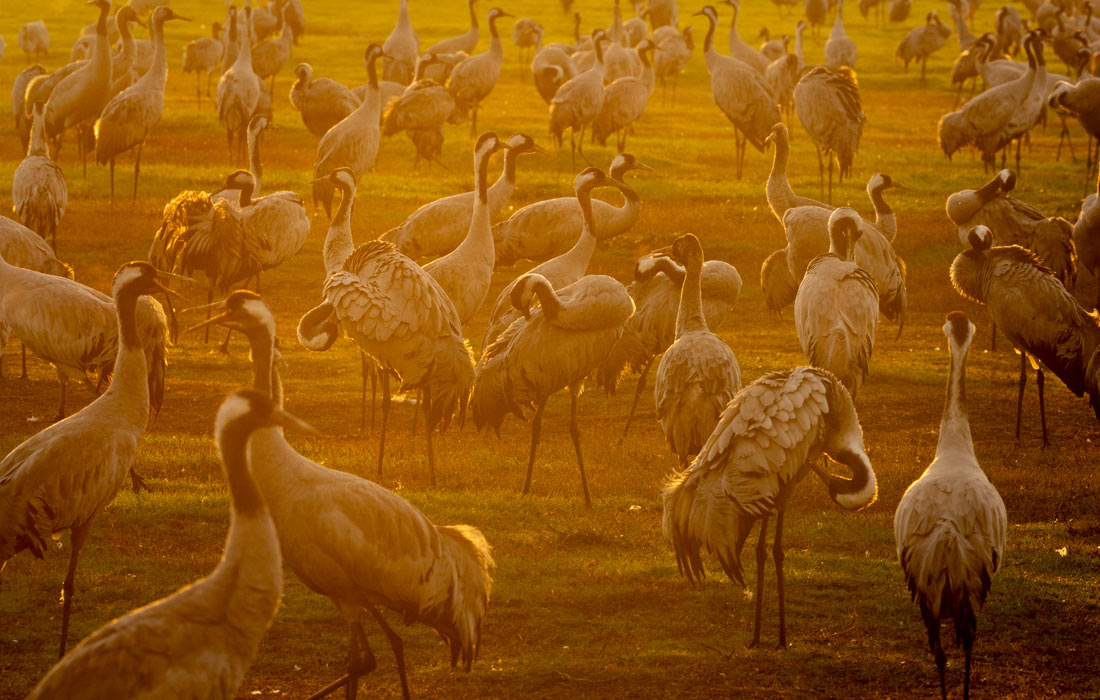 1100x700, 166 Kb / Журавли, птица, журавль, Израиль