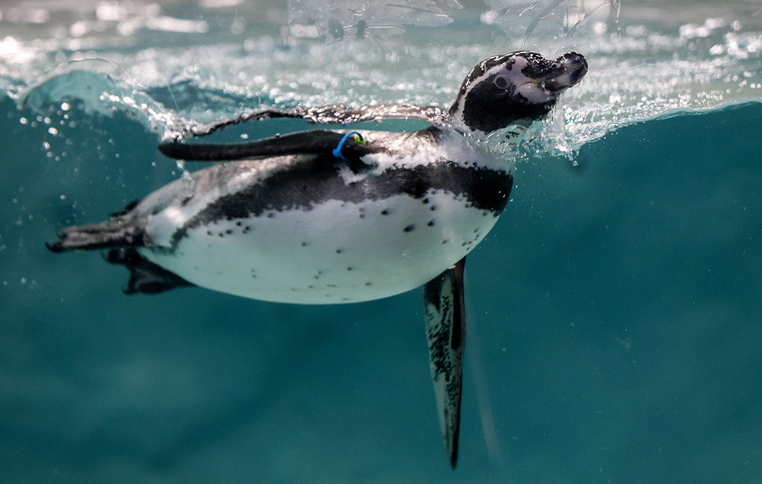 1100x700, 177 Kb / пингвин