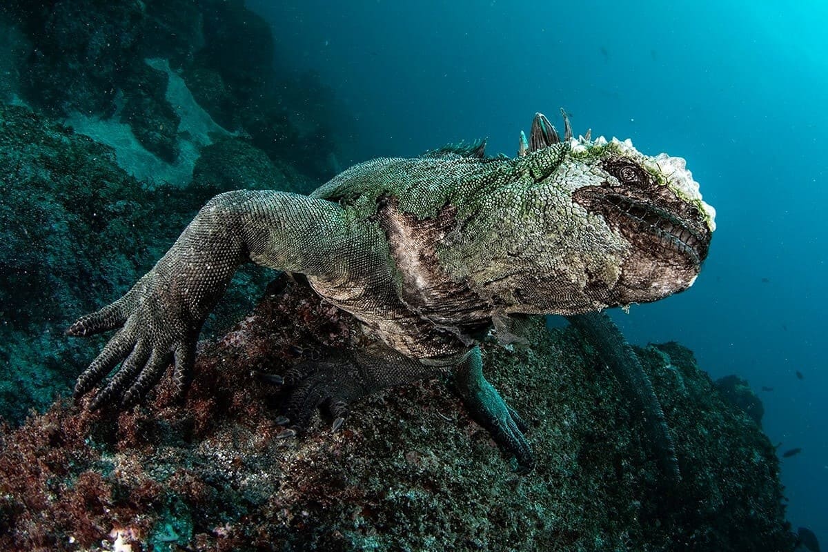 1200x800, 185 Kb / под водой, ящерица, дракон, игуана