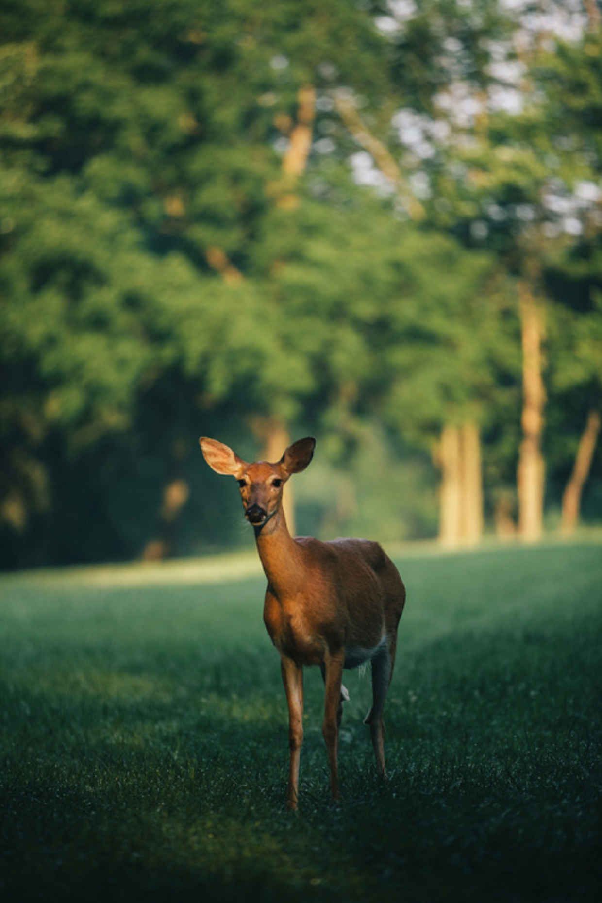 1240x1860, 112 Kb / олень, косуля