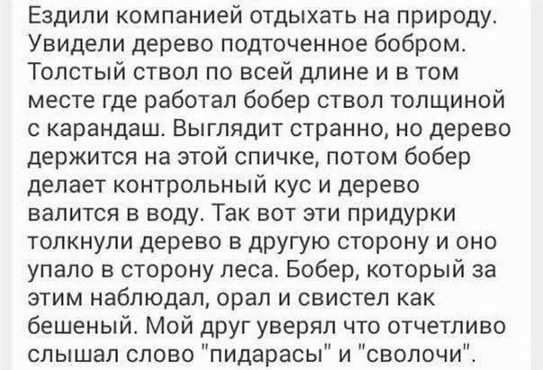 604x411, 58 Kb / дерево, бобёр, пидарасы