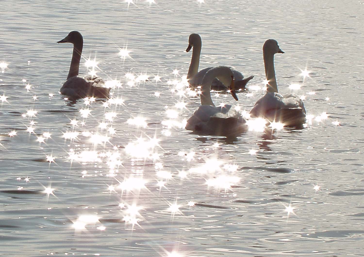 1500x1059, 182 Kb / лебеди, блики, вода