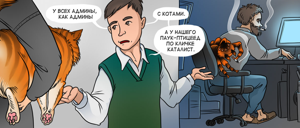 989x421, 634 Kb / админы,кот,паук