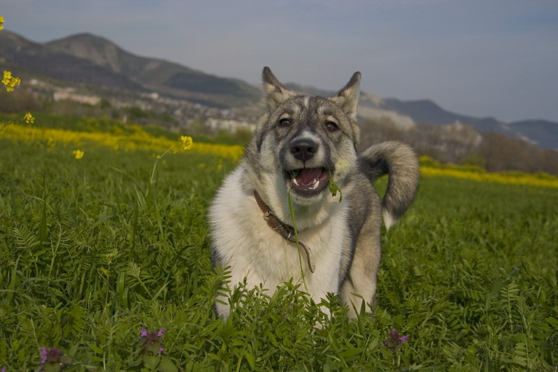 800x533, 98 Kb / лайка,восточно-сибирская,поляна,горы