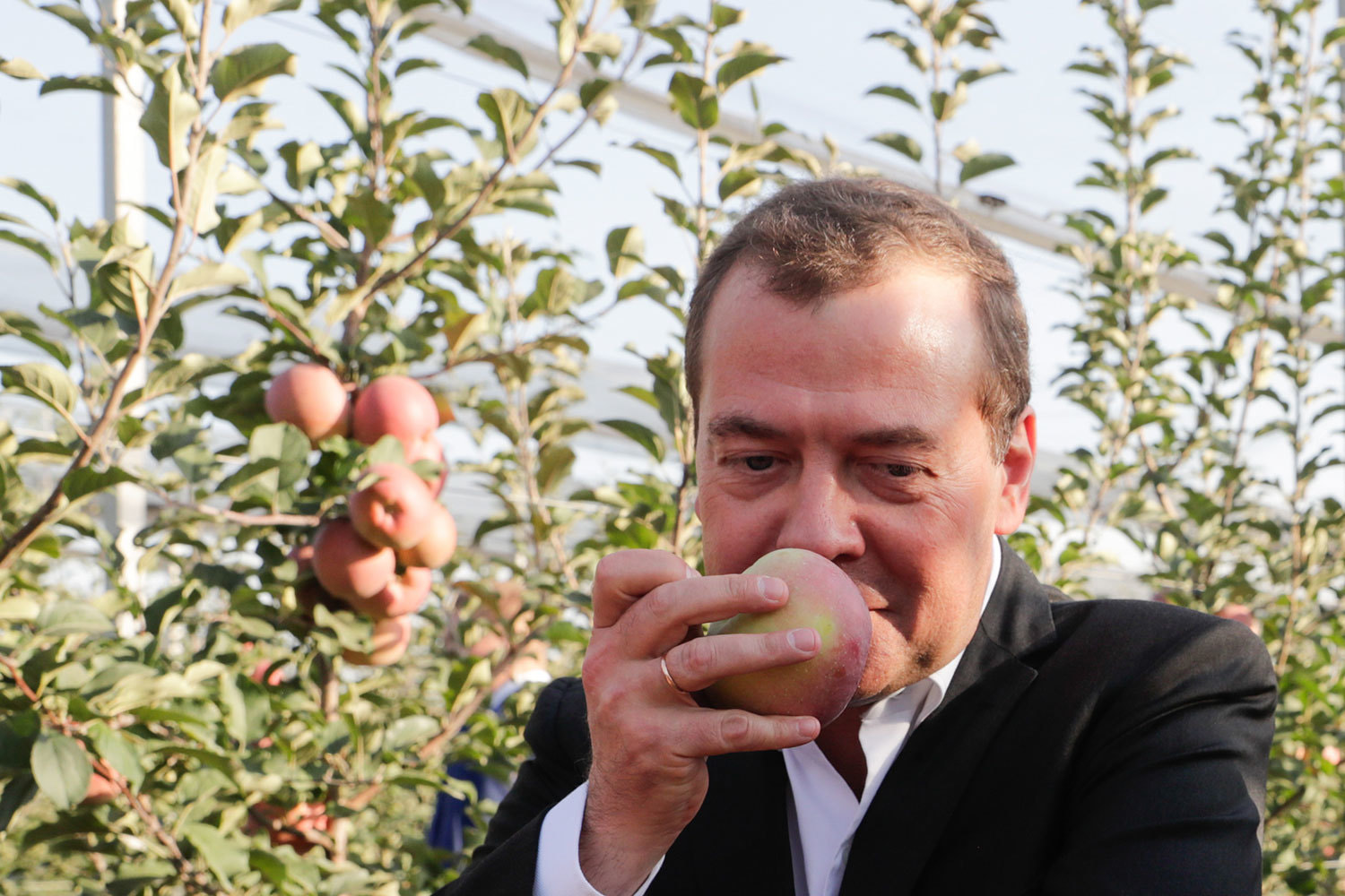 1500x1000, 313 Kb / медведев, яблоко, сад