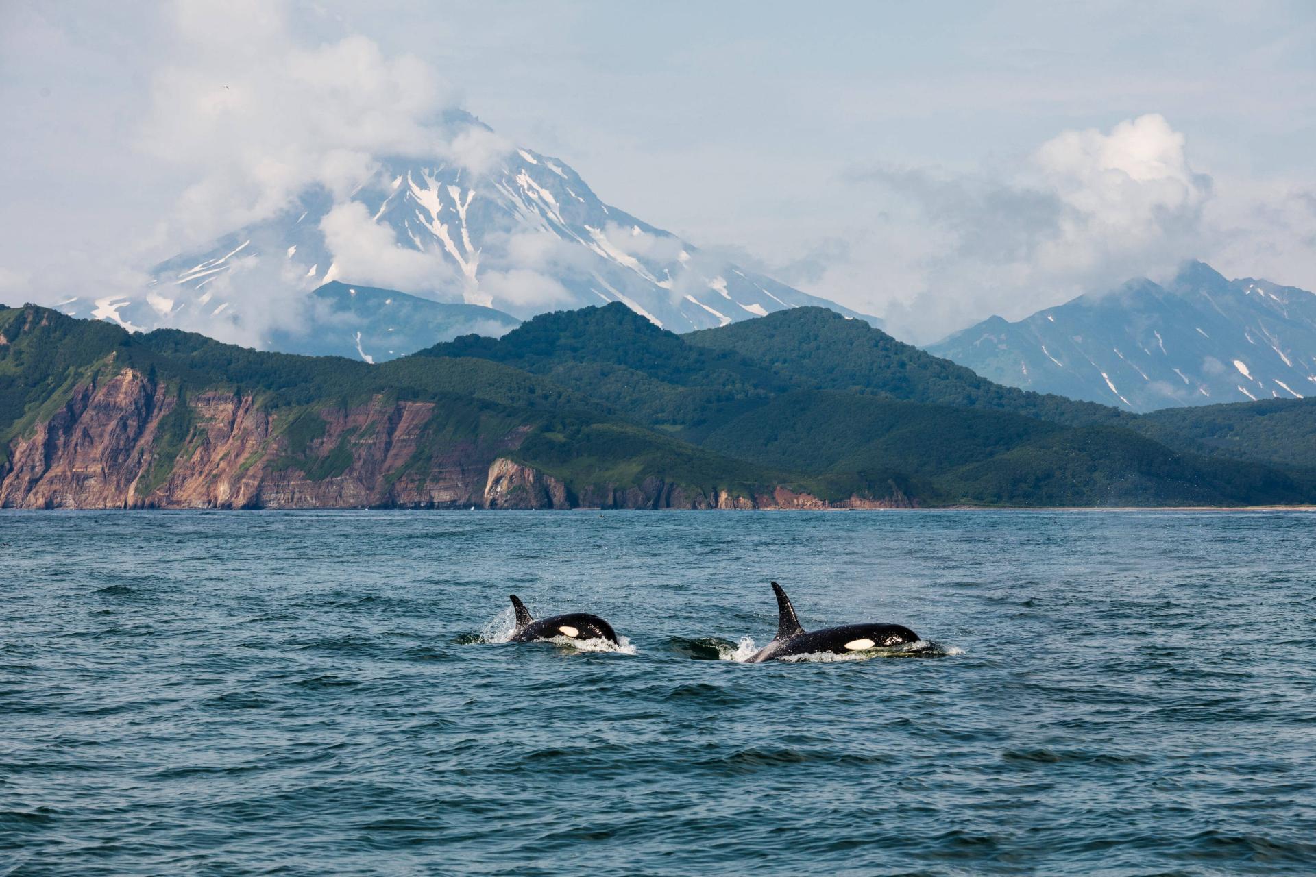 1920x1280, 333 Kb / косатки, камчатка, берега, вулкан