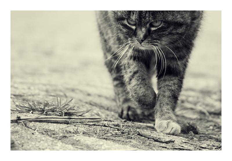 800x557, 299 Kb / кот, злой, гопник, ч/б