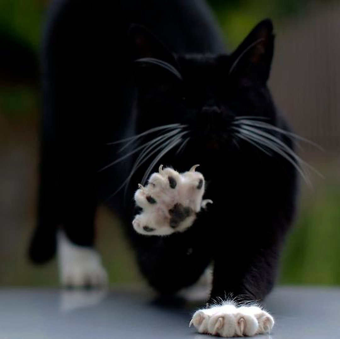 1080x1077, 145 Kb / кот, кошка, черный, лапки, когти, усы