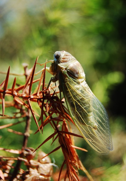 418x600, 115 Kb / цикада