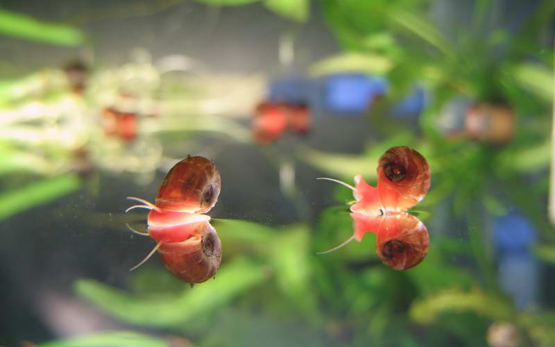 800x500, 44 Kb / улитки