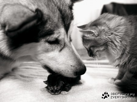 450x334, 35 Kb / собака, кот, котенок