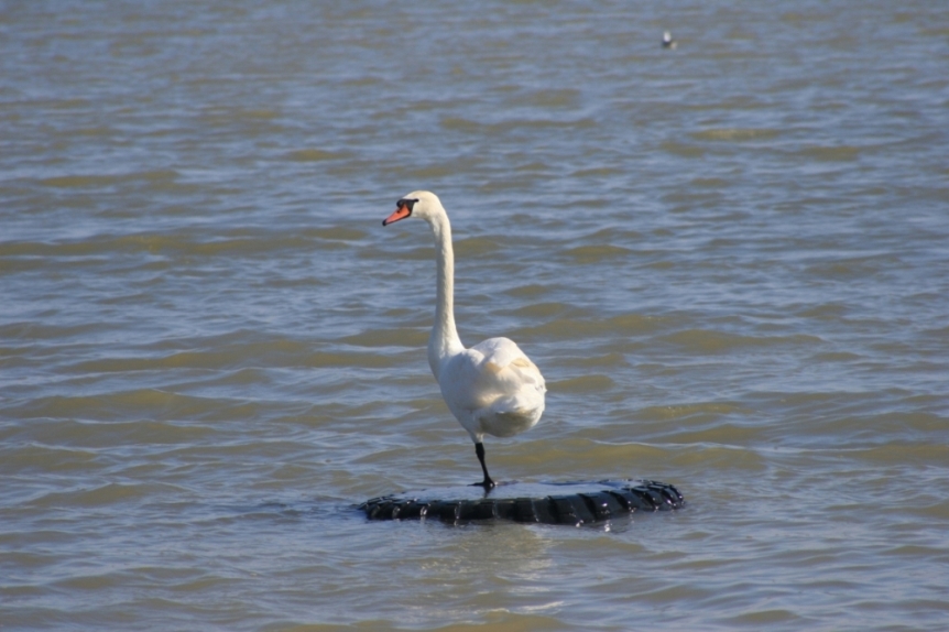 862x574, 296 Kb / сильвер,лебедь,колесо