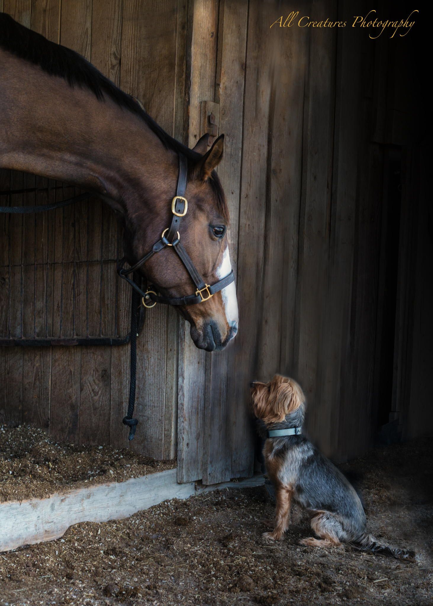 1463x2048, 383 Kb / собака, лошадь, конюшня