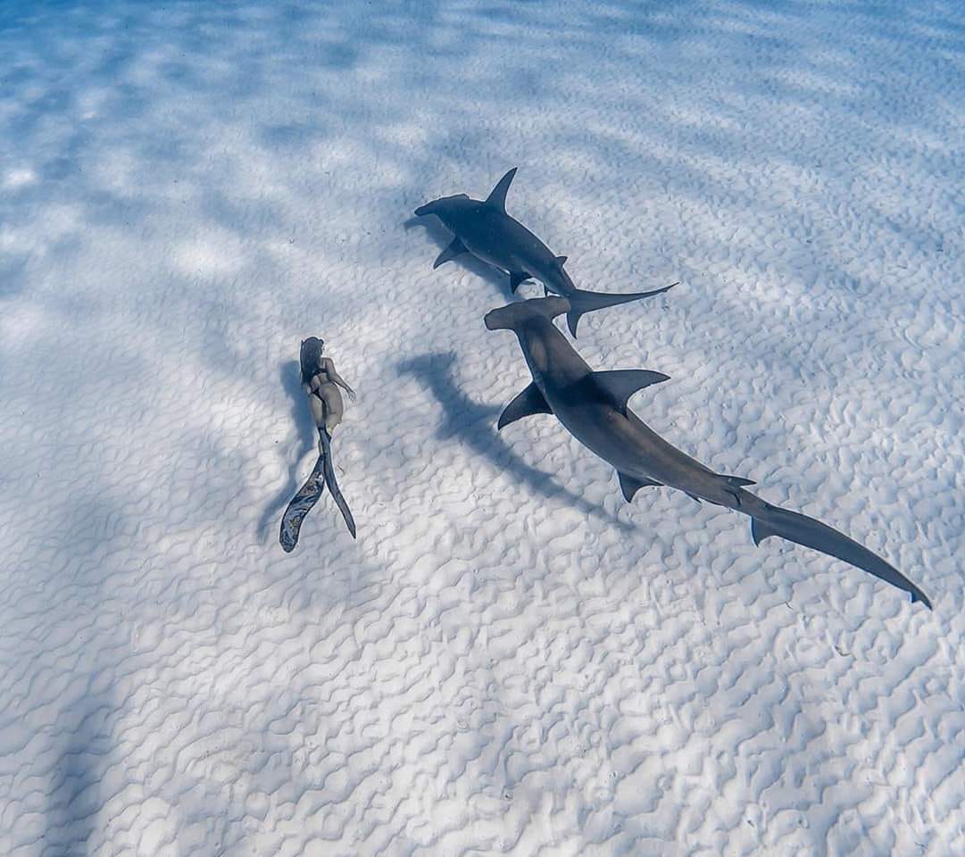 1081x960, 120 Kb / акула, дайвер, ласты, молот