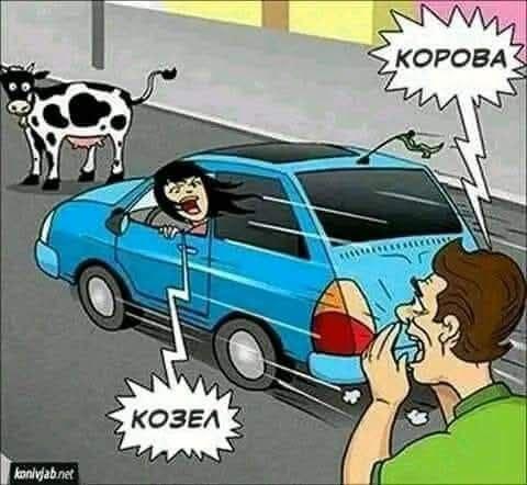 480x442, 34 Kb / равенство,психика,логика, корова козёл, дорога, авто