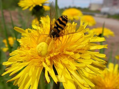 400x300, 31 Kb / паук, одуванчик, пчела, маскировка