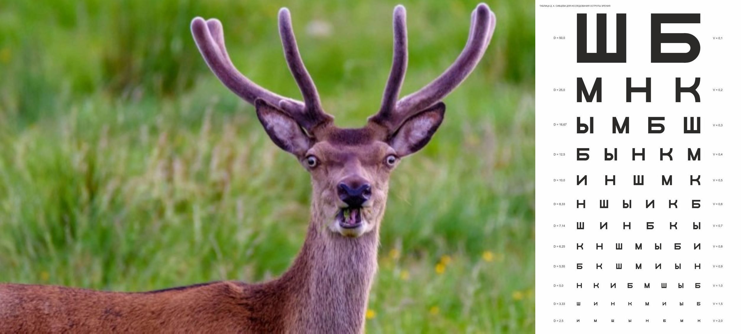 2507x1132, 209 Kb / олень, таблица, зрение