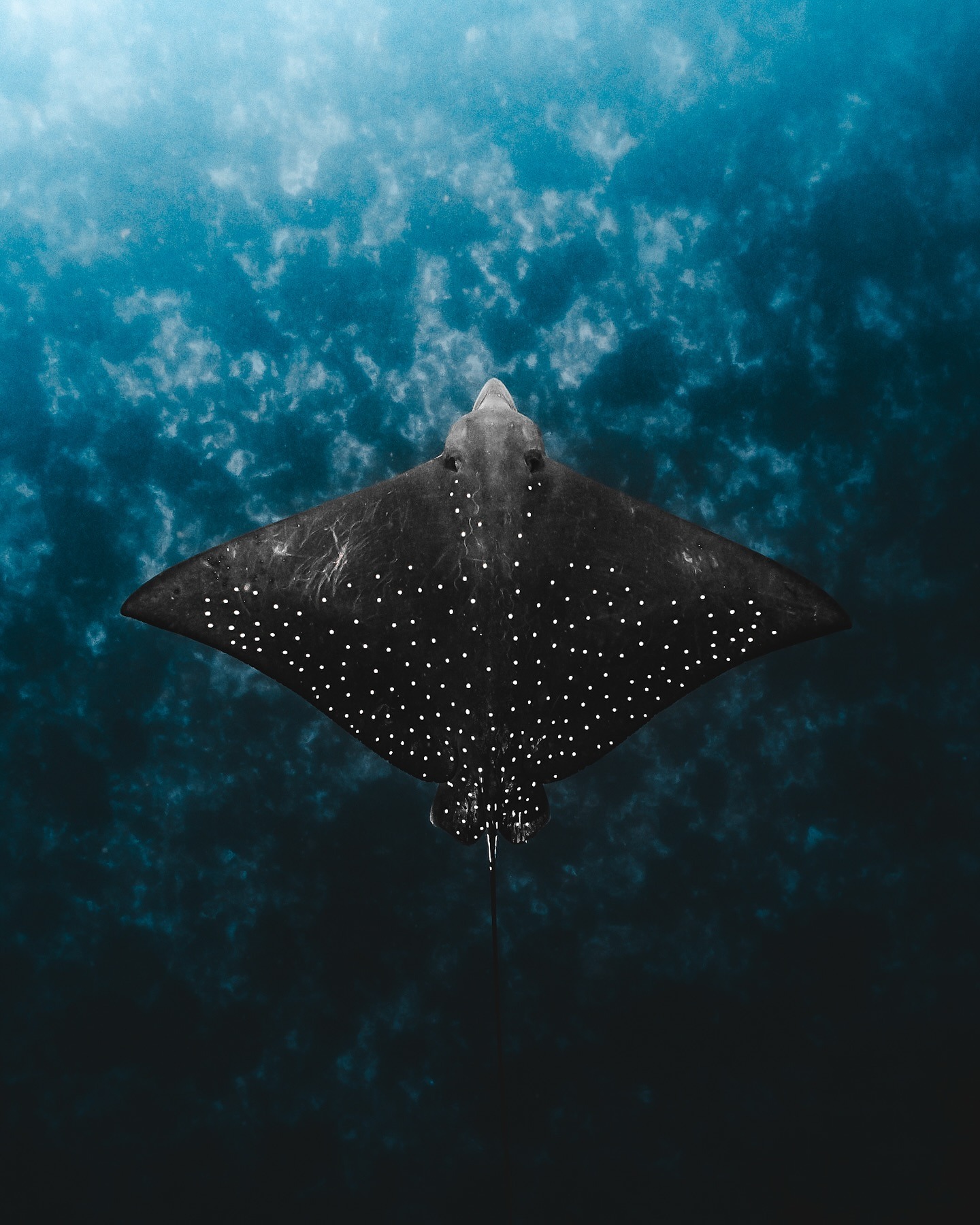 1440x1800, 452 Kb / Скат, манта