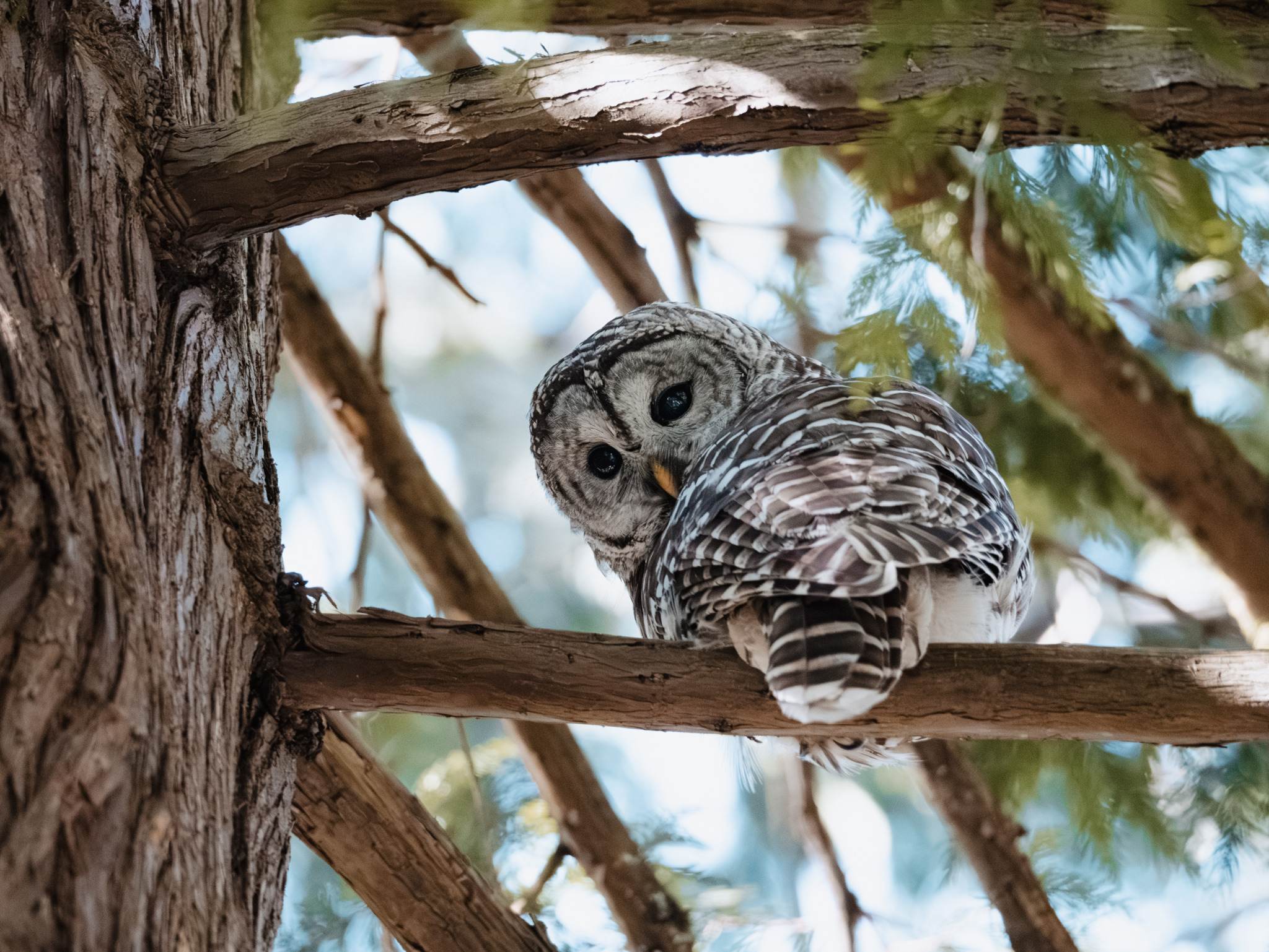 2048x1538, 355 Kb / Сова