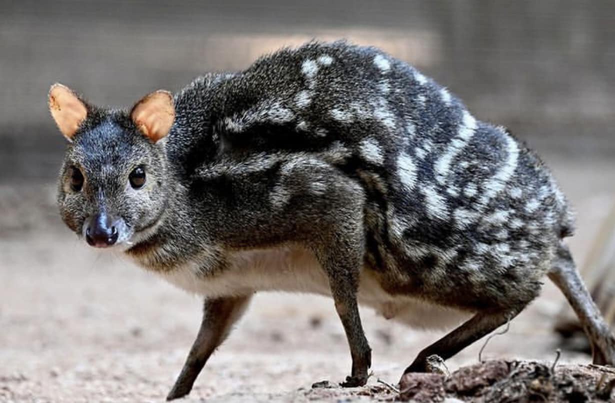 1230x806, 114 Kb / Олень