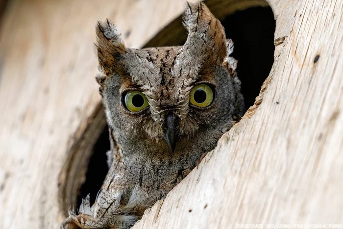 700x467, 97 Kb / сова, дупло