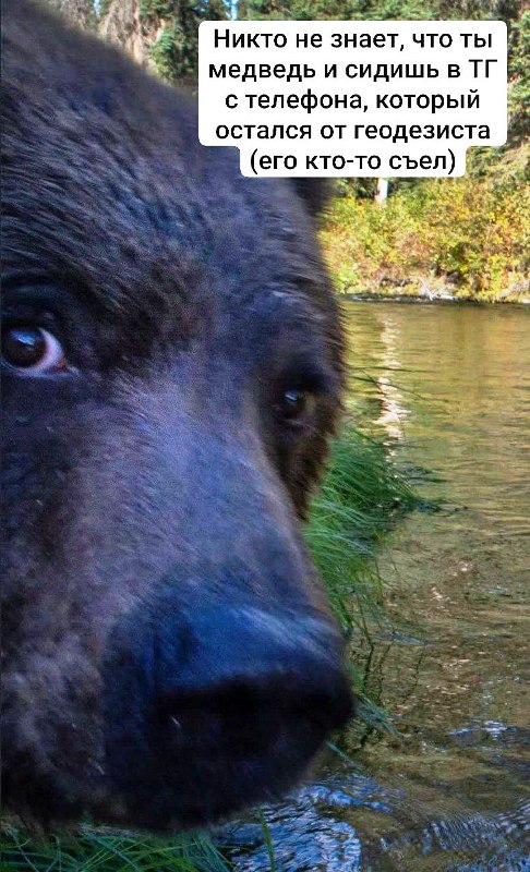 486x800, 122 Kb / медведь,морда,лес,вода