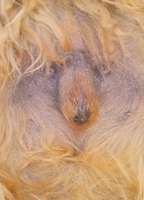 575x796, 183 Kb / Мордочка, сиськи, такса, шерсть