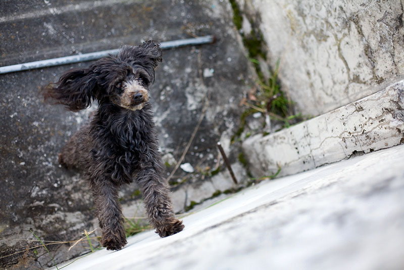 800x534, 94 Kb / собака