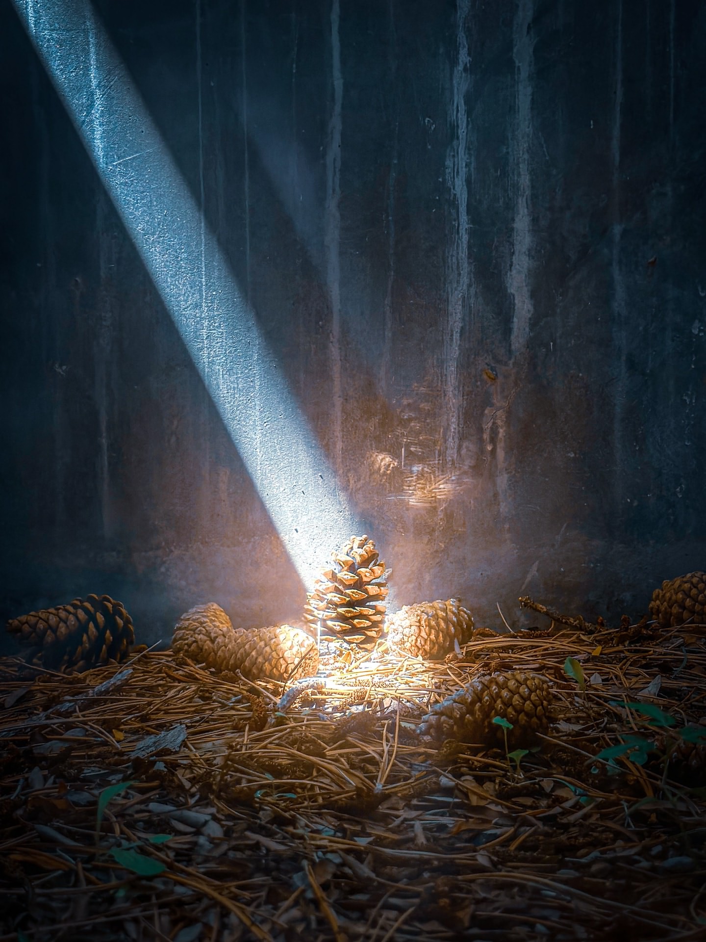 1440x1920, 486 Kb / шишка, луч