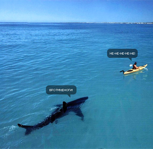 500x489, 87 Kb / акула, каноэ