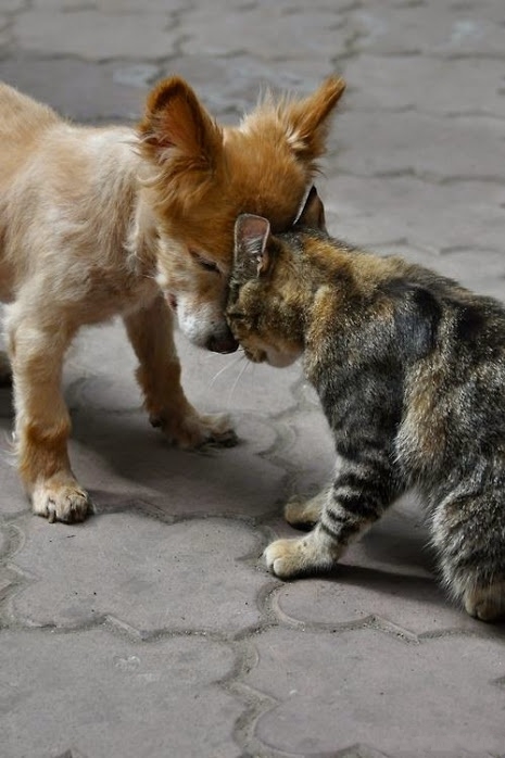 465x698, 172 Kb / упёрся,кот,собака,плитка