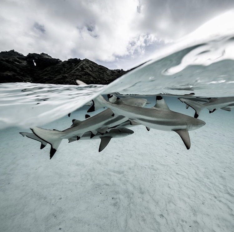 750x744, 122 Kb / акула