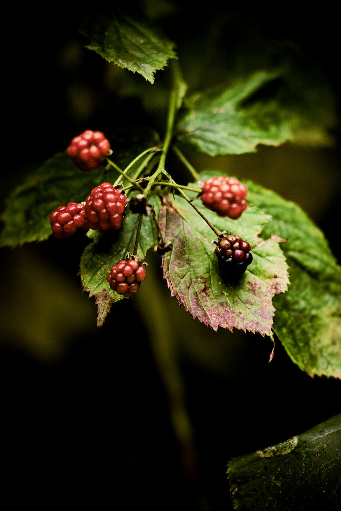 683x1024, 199 Kb / ягода, ежевика