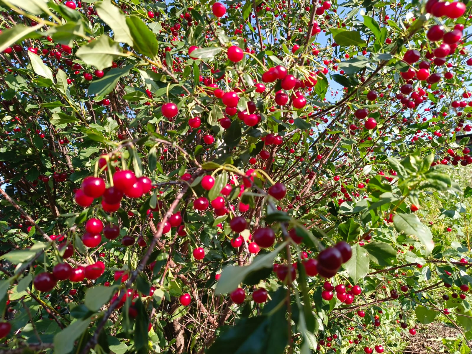 1600x1200, 497 Kb / вишня, листья, небо