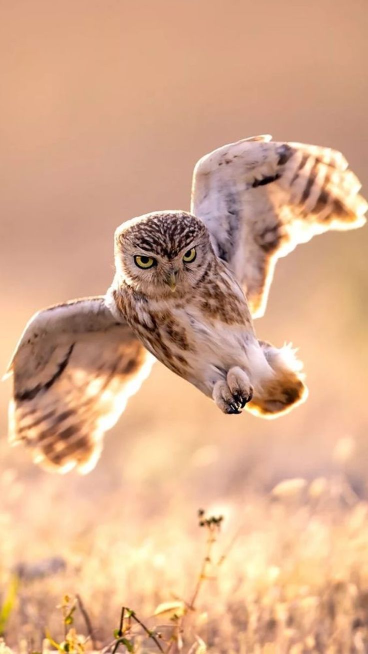 736x1307, 75 Kb / сова