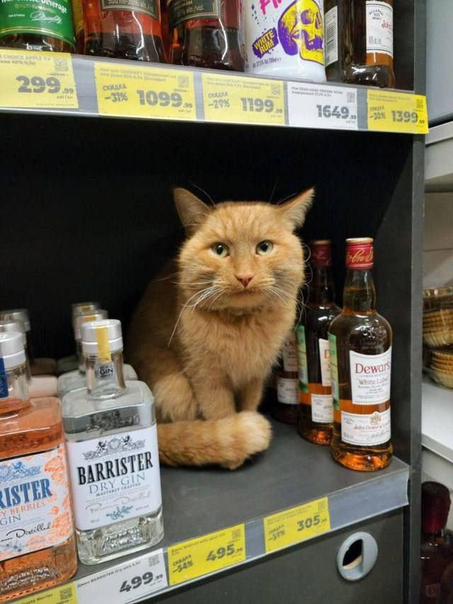 640x853, 635 Kb / кот, бухло, магазин