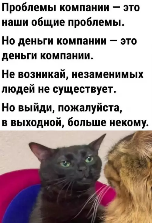 500x732, 284 Kb / кот, мем, двойные стандарты, работа, компании