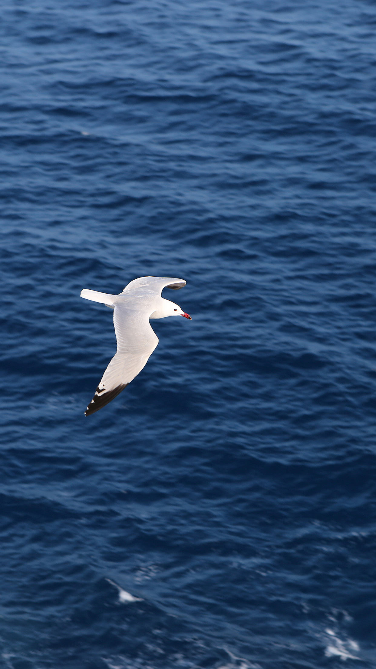 1242x2208, 427 Kb / Чайка, птица