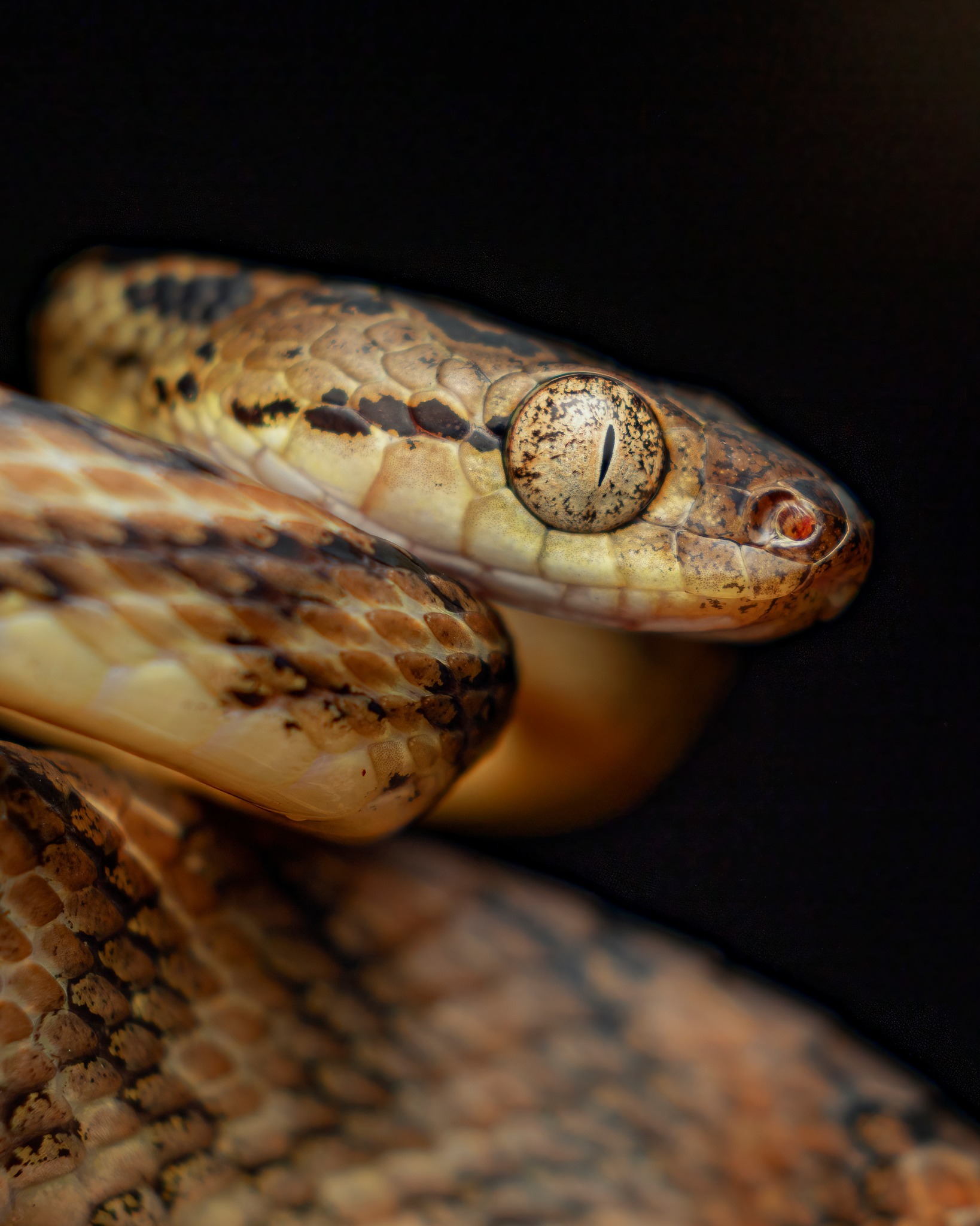 1638x2048, 447 Kb / змея, глаза