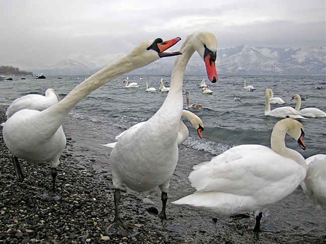 646x484, 138 Kb / лебеди,горы,снег