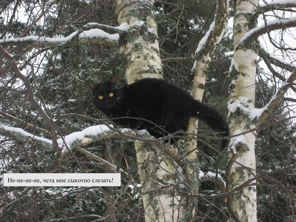 600x450, 91 Kb / кот, сыкотно