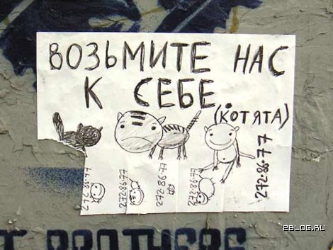 470x353, 52 Kb / котята, объявление