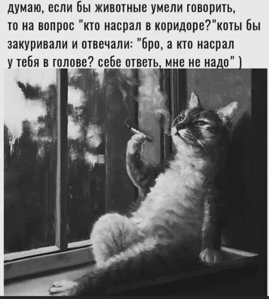 540x600, 49 Kb / кот, насрал, окно, сигарета, ч/б