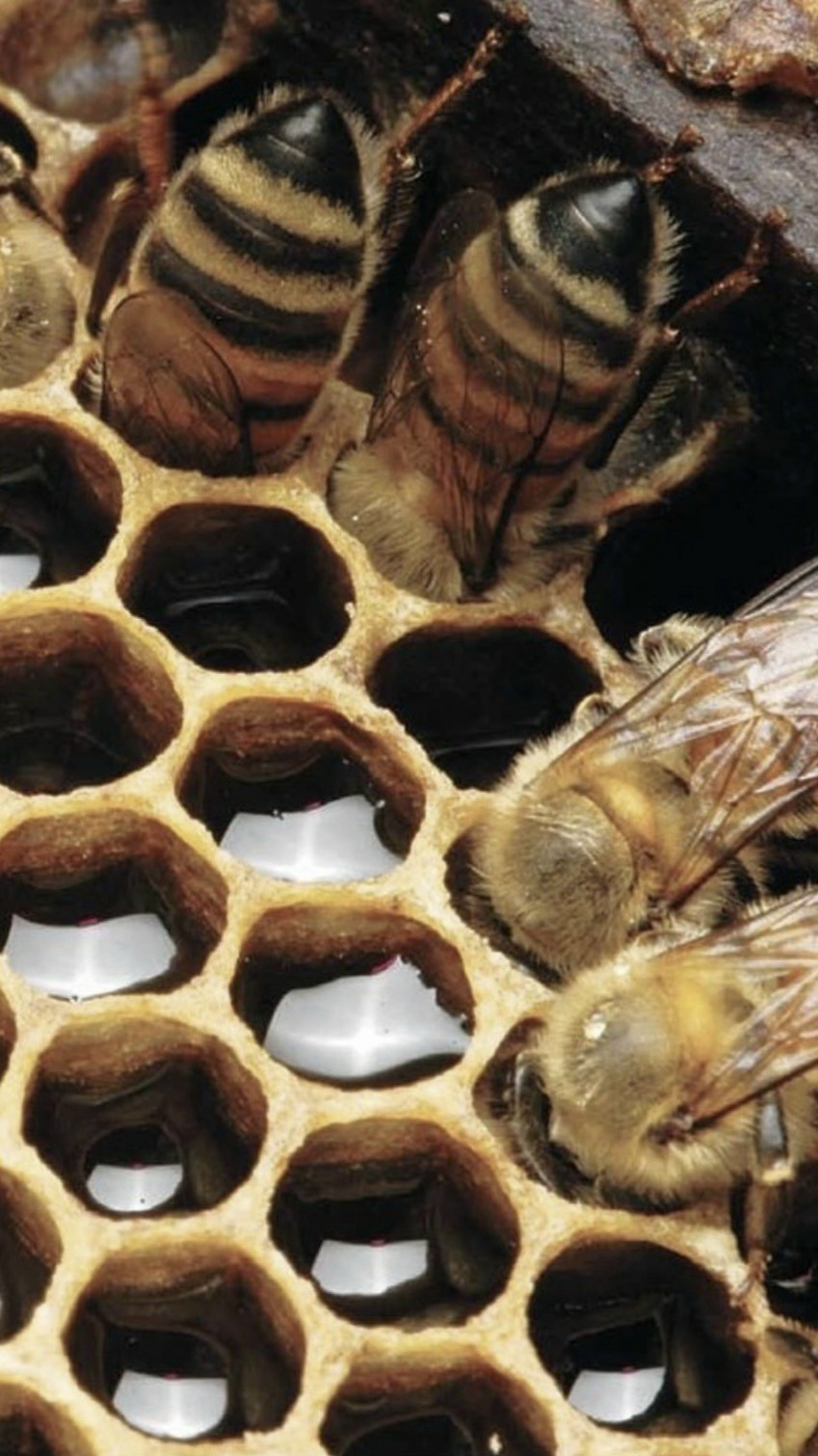 849x1510, 249 Kb / пчела, мёд, соты